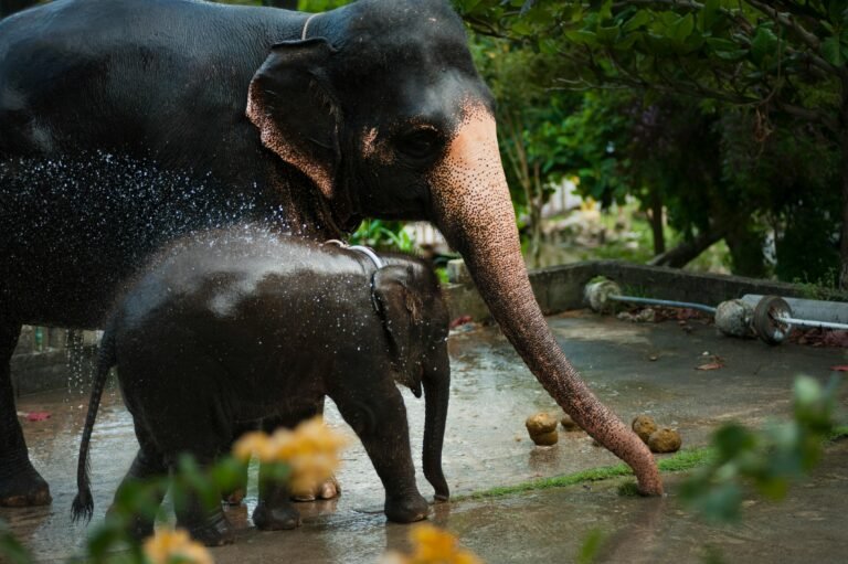 Elephants, Thailand