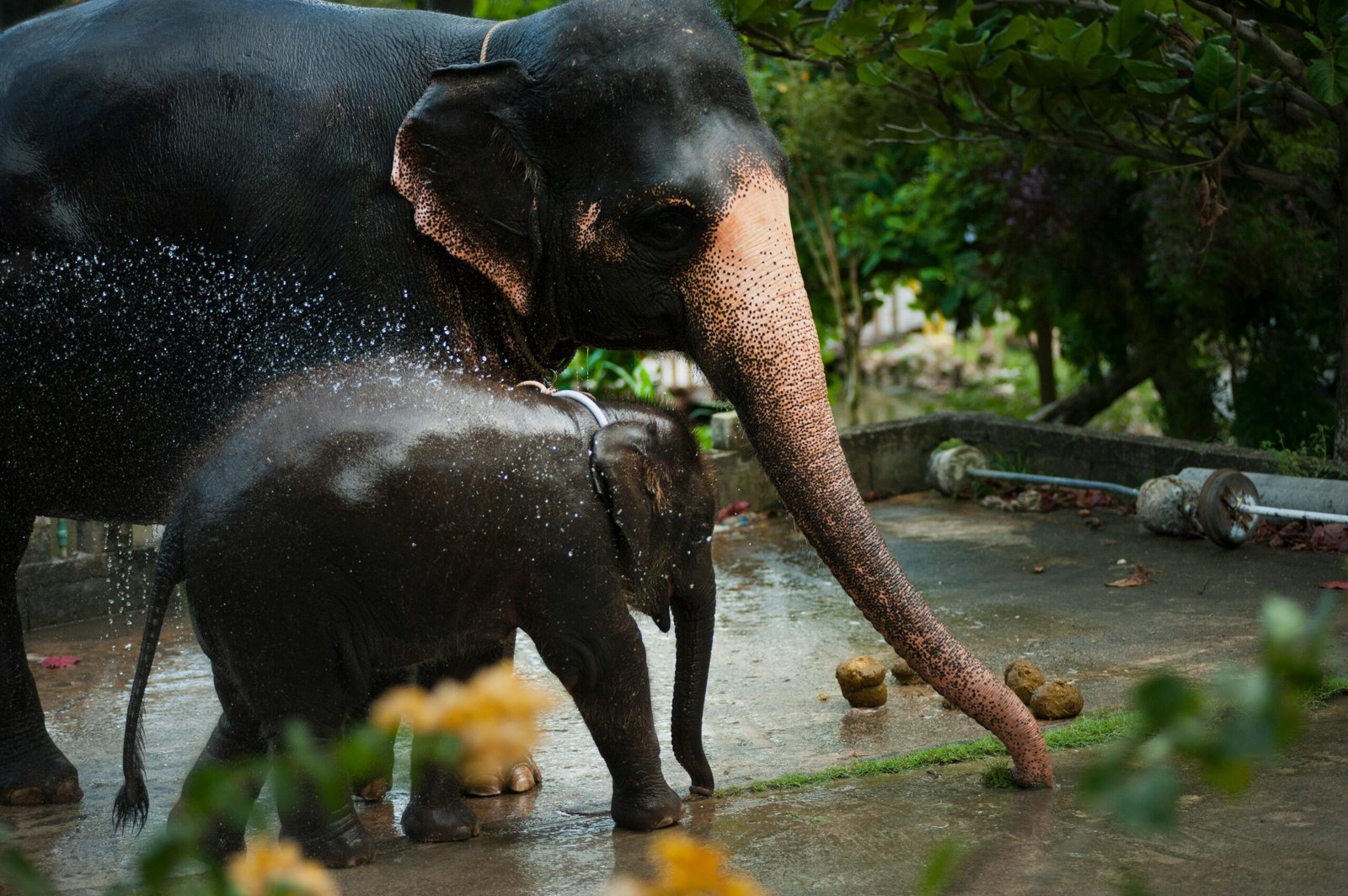 Elephants, Thailand