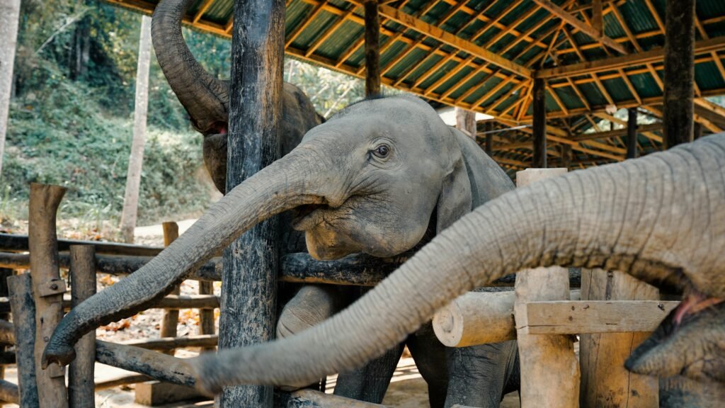 elephants in Thailand