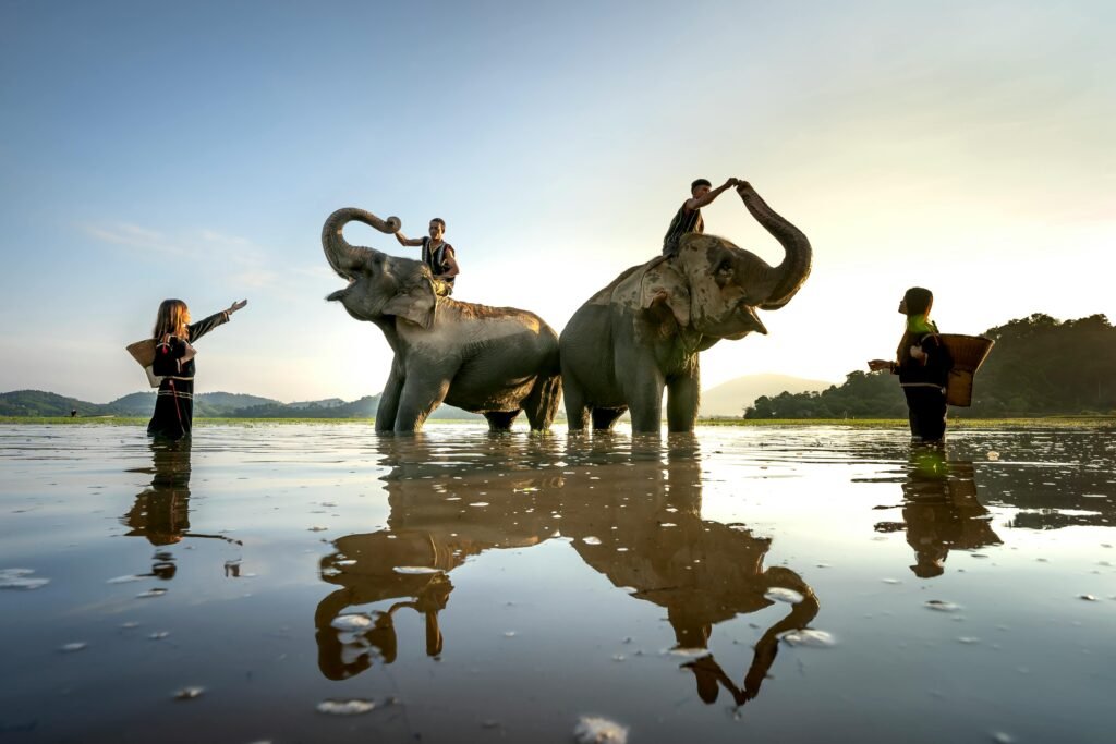elephants, Thailand